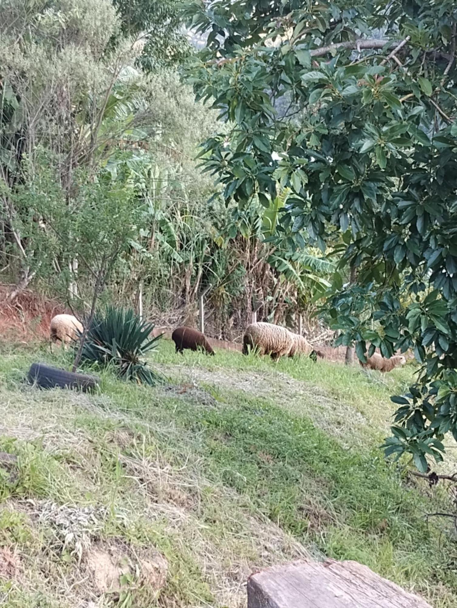Willa Bangalo Dos Aracas - Sitio Vo Haack Gramado Zewnętrze zdjęcie